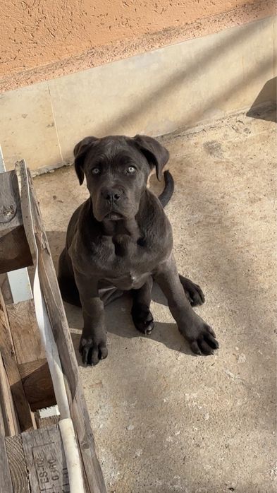 Продавам Кане Корсо