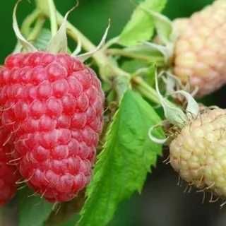 Саженцы Красной и Желтой Малины