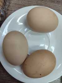 Домашние яйца 1000 т 10 шт город Алматы