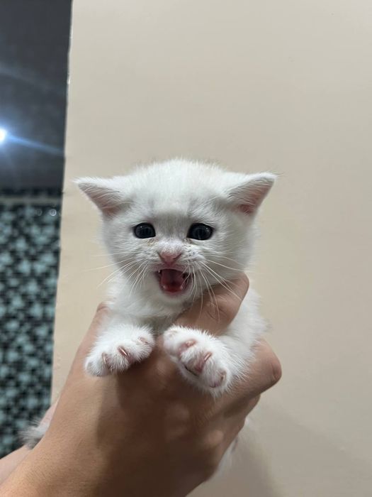 Породыстый котенек