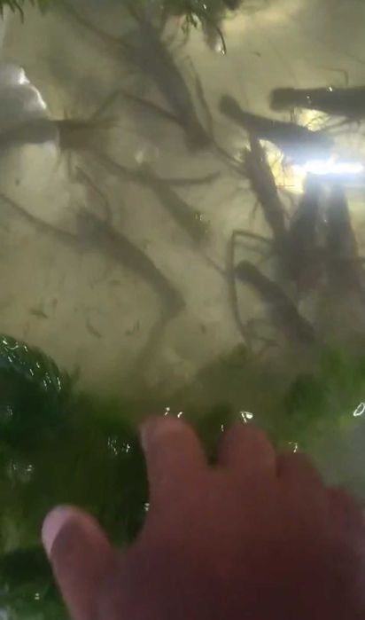 Creveti asiatici de apa dulce