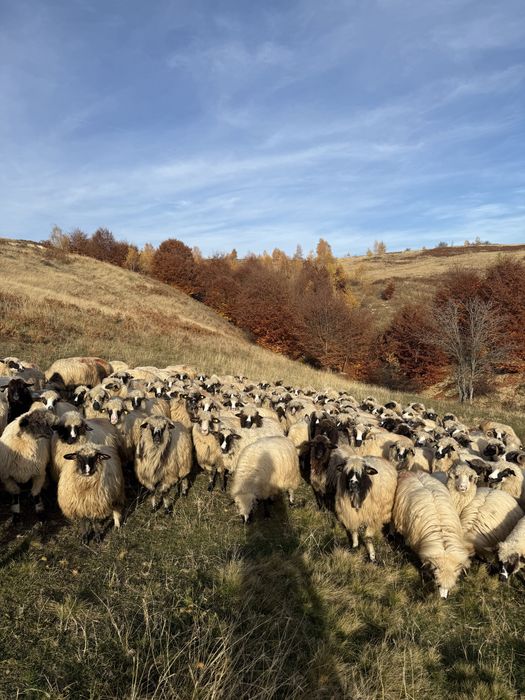 Vand oii breze cu certificat de origine