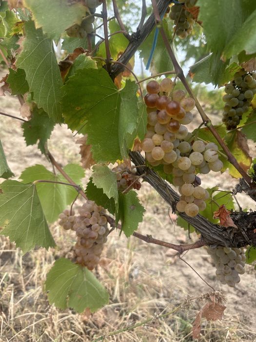 Struguri de vin productie 2025 Vrancea!!