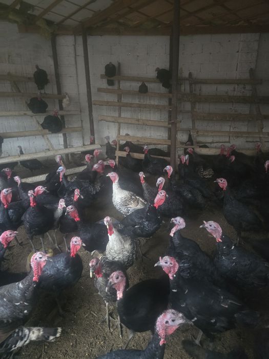 Индюктер сатылады биылғы еркек тері семіз