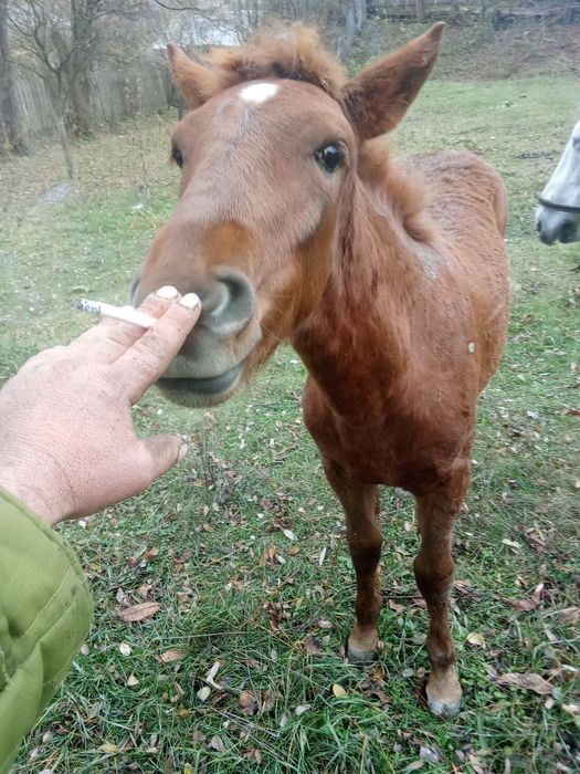Vând mânză de 4 luni și jumătate 1600  lei