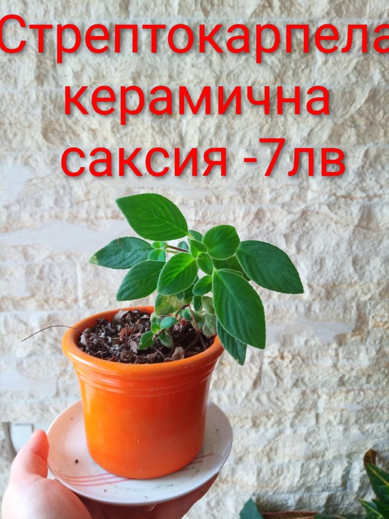 Аранжировки цветя за двора и стайни . Цени на снимките