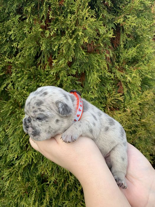 Френски Булдог French Bulldog Blue и Blue Merlle