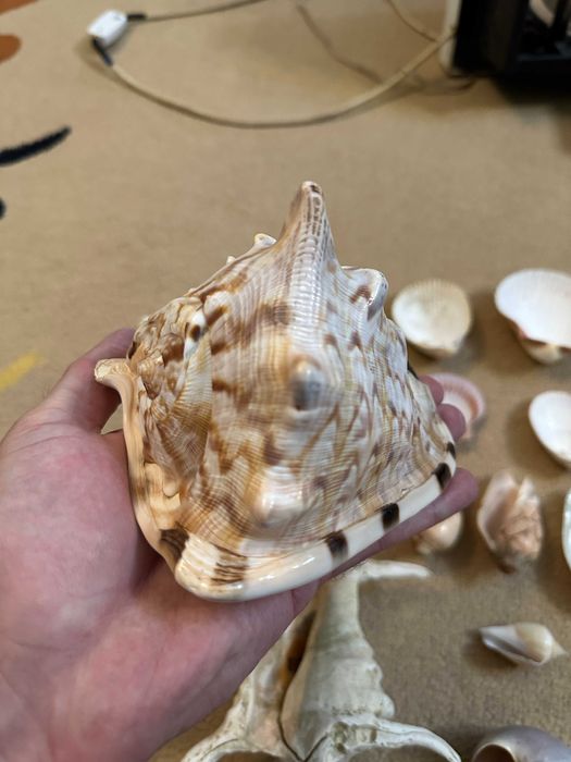 Различные Морские Ракушки