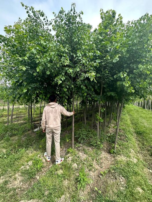 Липа дарахти сотилади