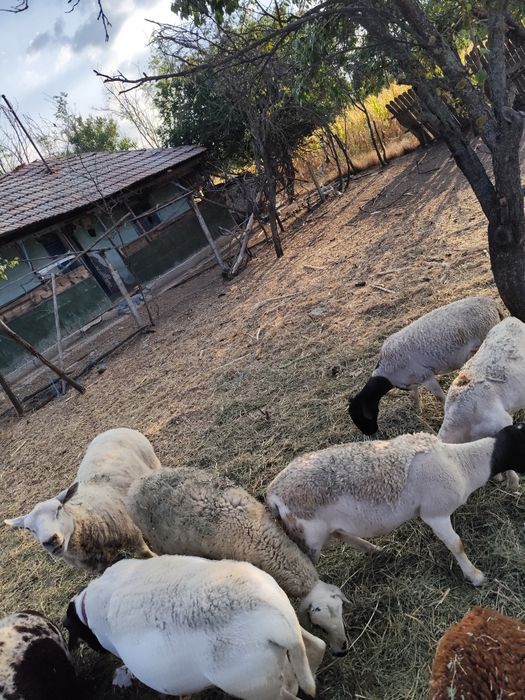 Vând oii dorper și texel.