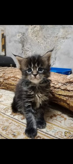 Котята Мейн-куна