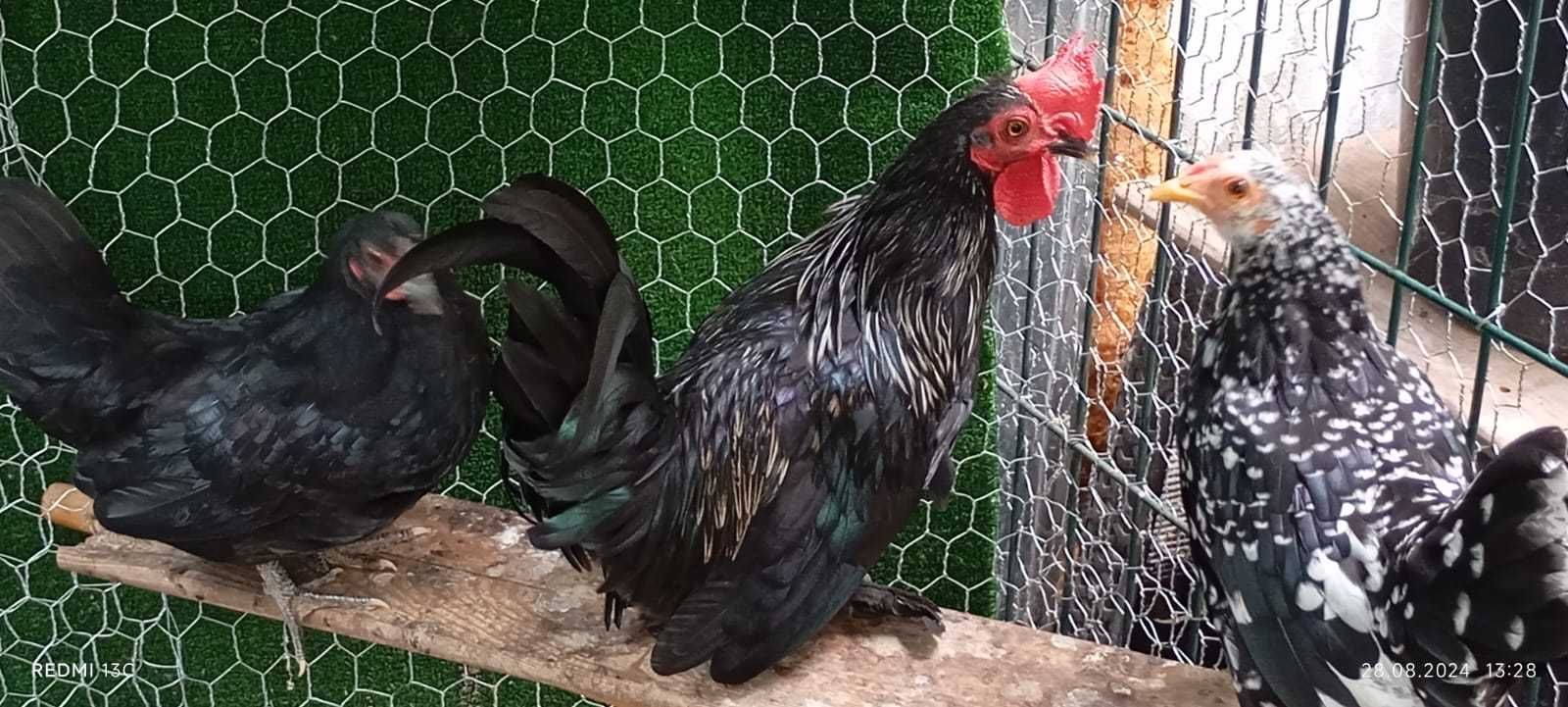Vând cocosi pitici