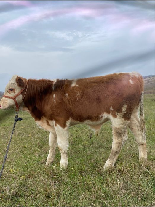 Vand  vitei , nu raspund la mesaje