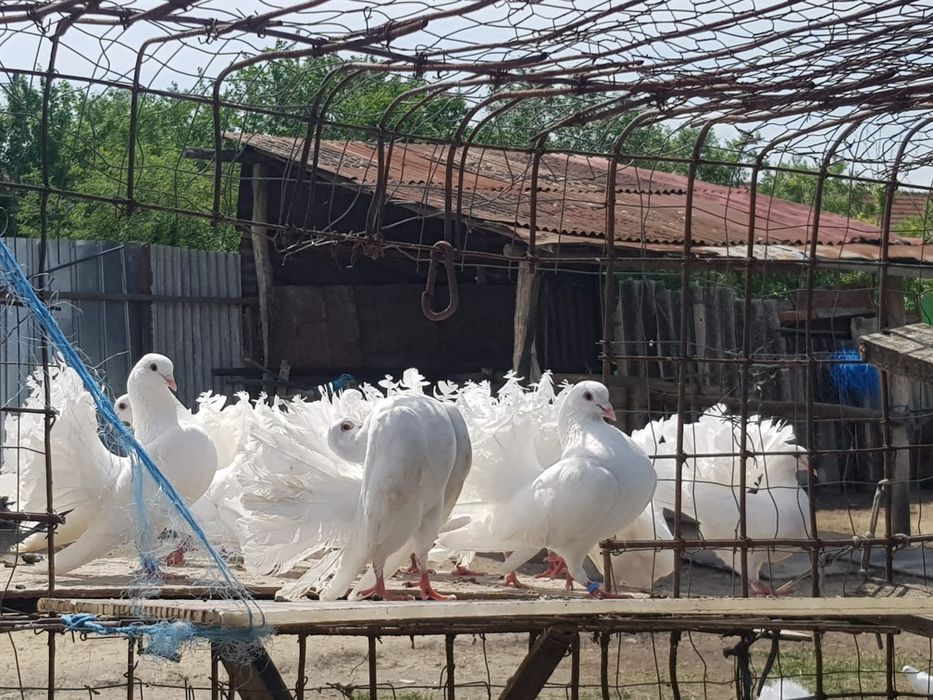 Porumbei voltați indieni si simpli toate culorile