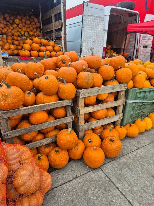 Vand dovleci de halloween si de placinta