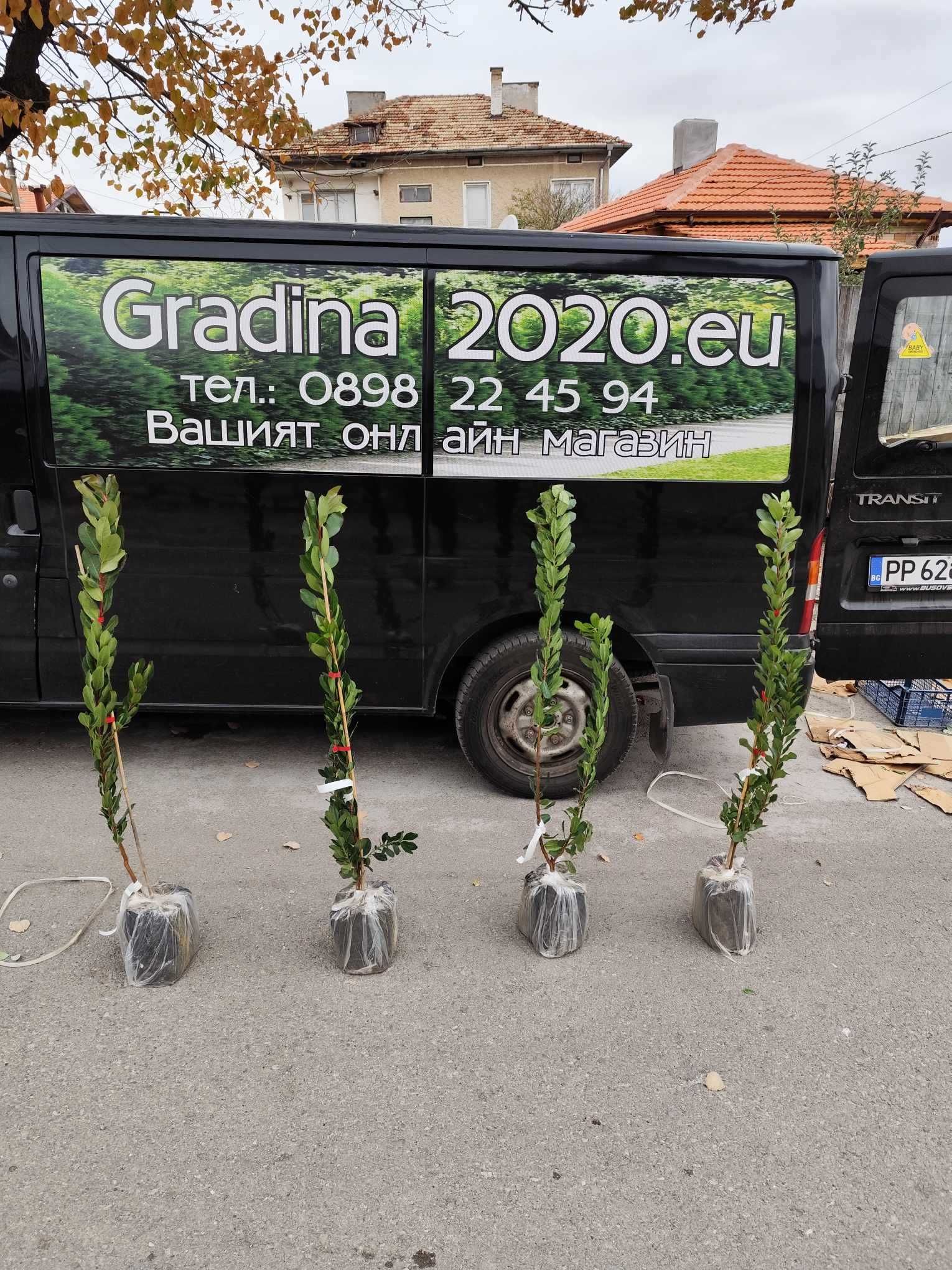 Ягодово дърво - Арбутус