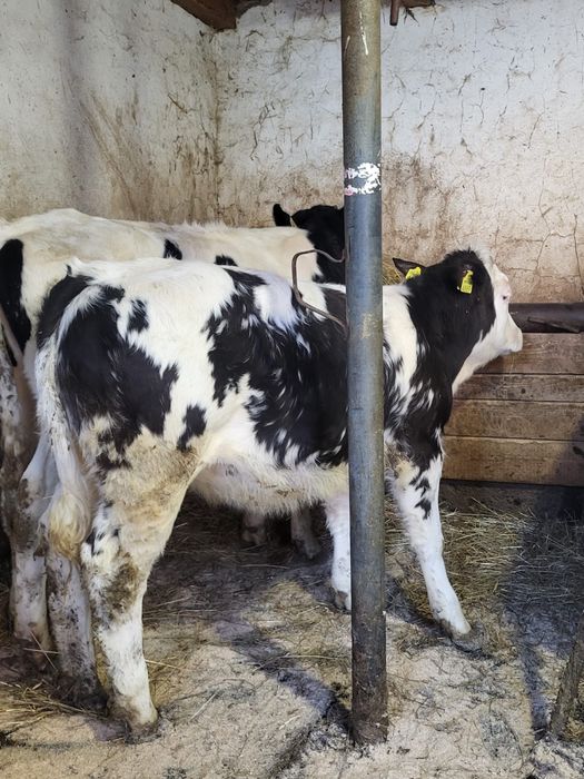 Vand doi vitei intarcati