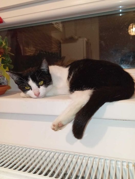 Adopție gratis pui pisica 6 luni, spalata, deparazitata, blanda