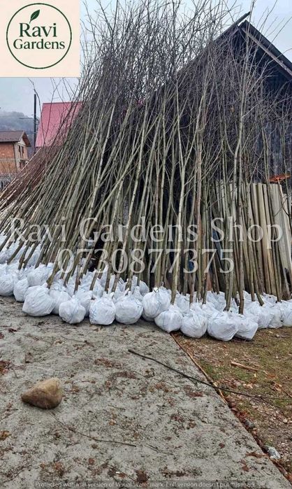 Foioase la Balot Mari (3-5m) | Carpen, Mesteacăn | Factură