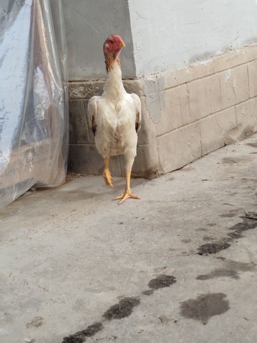 Dakan boboq tovuq Xitoy zoti zor 1tule 2oomin bolshi