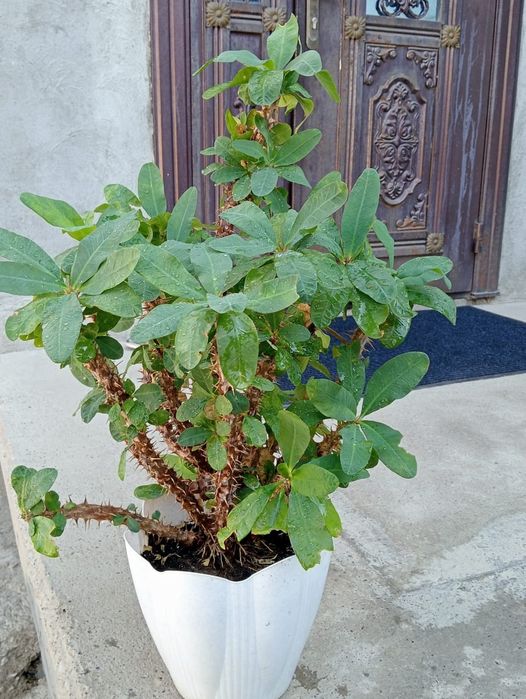 Продаётся цветы малачай