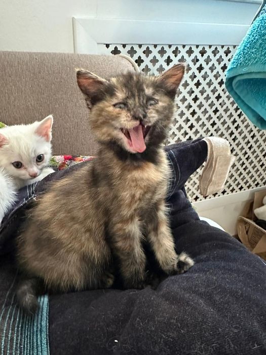 Трёхцветная кошечка принесёт удачу и счастье в ваш дом