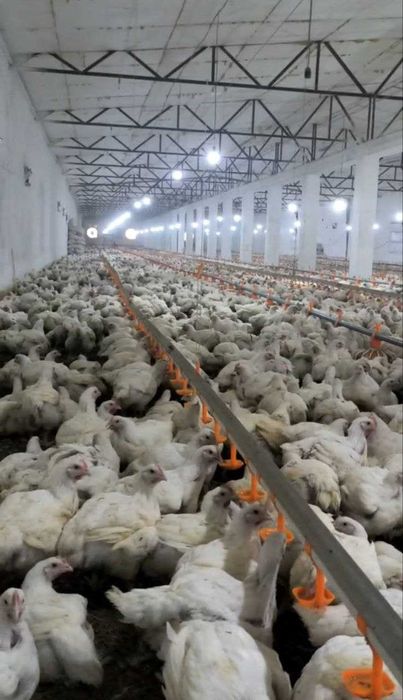 Surum, Bag'ishda 2.4 GA tovuq ferma sotiladi, Quyichirchiq tumani.