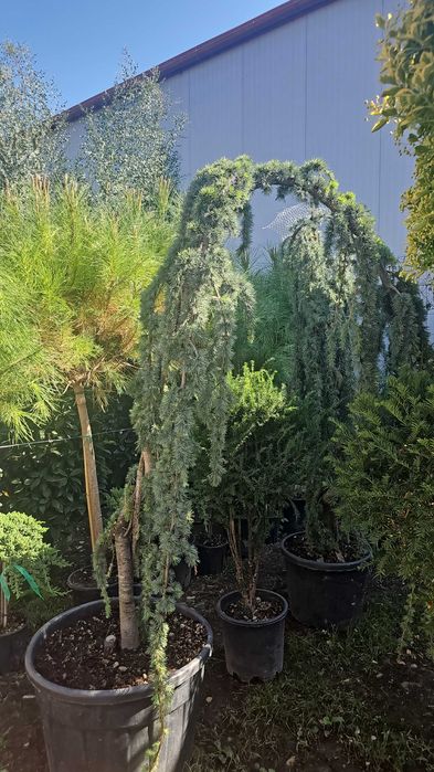 Amenajari spații verzi cu diferit speci de plante ornamentale
