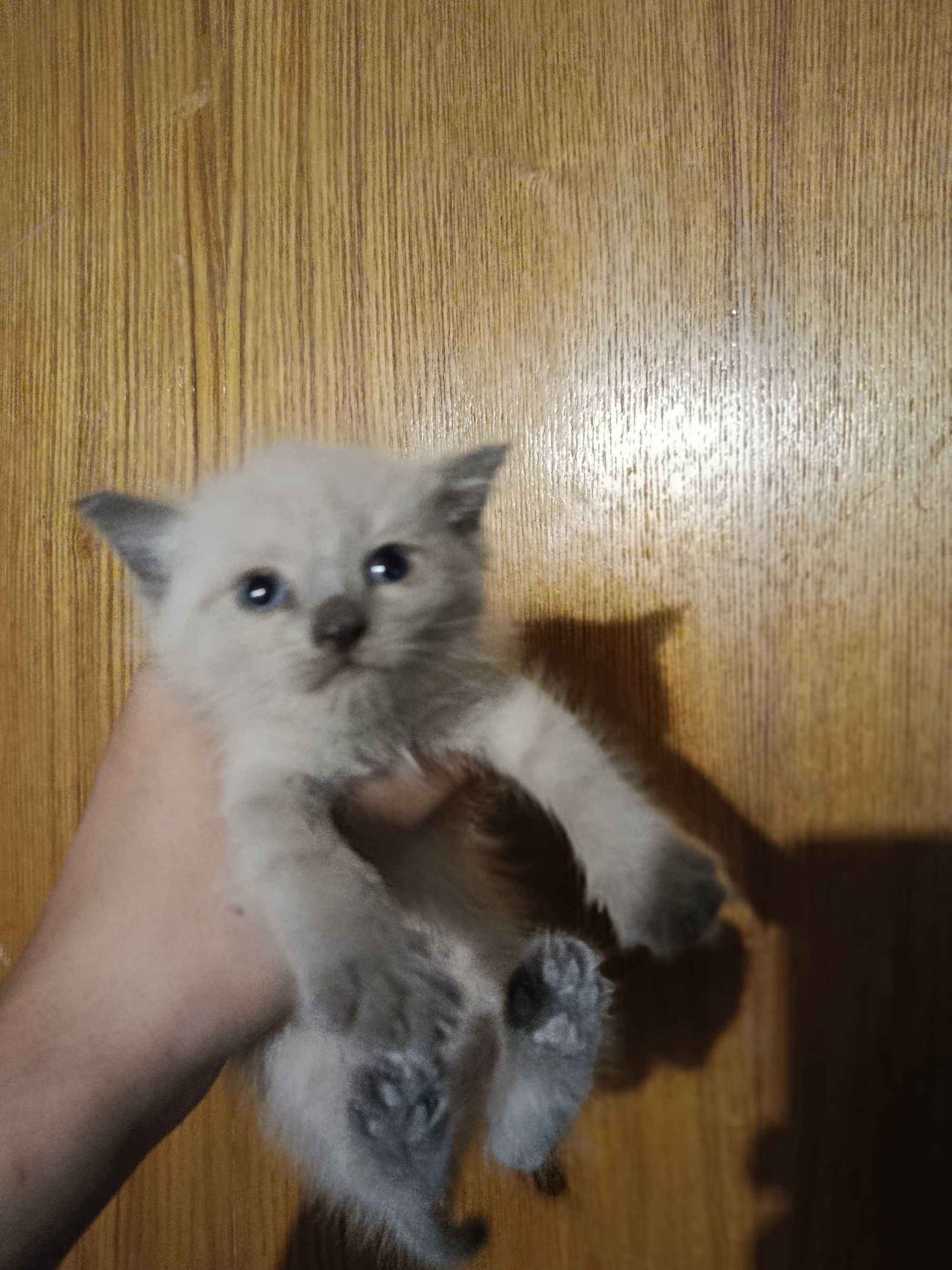 Отдам котят даром в хорошие руки