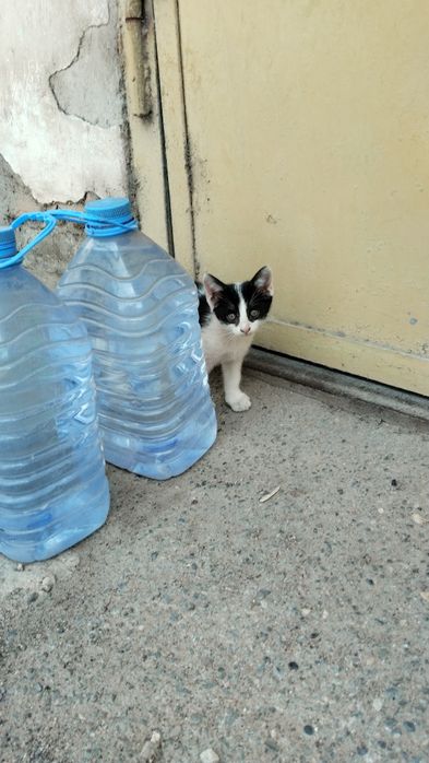 Котенок мальчик 2месяца