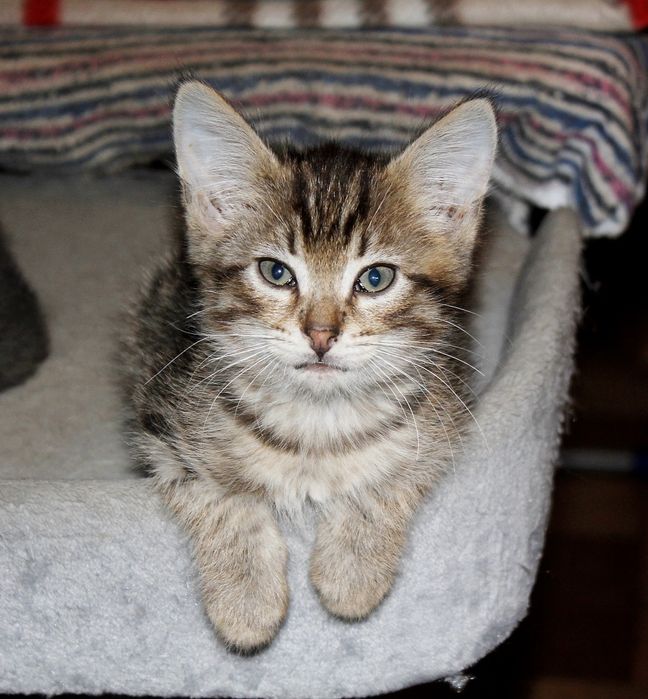 Мальчик котёнок в добрые руки