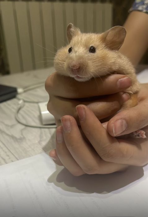 Продам хомяк  с доставкой