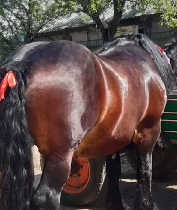 Vând  armăsar  ardenez  belgian