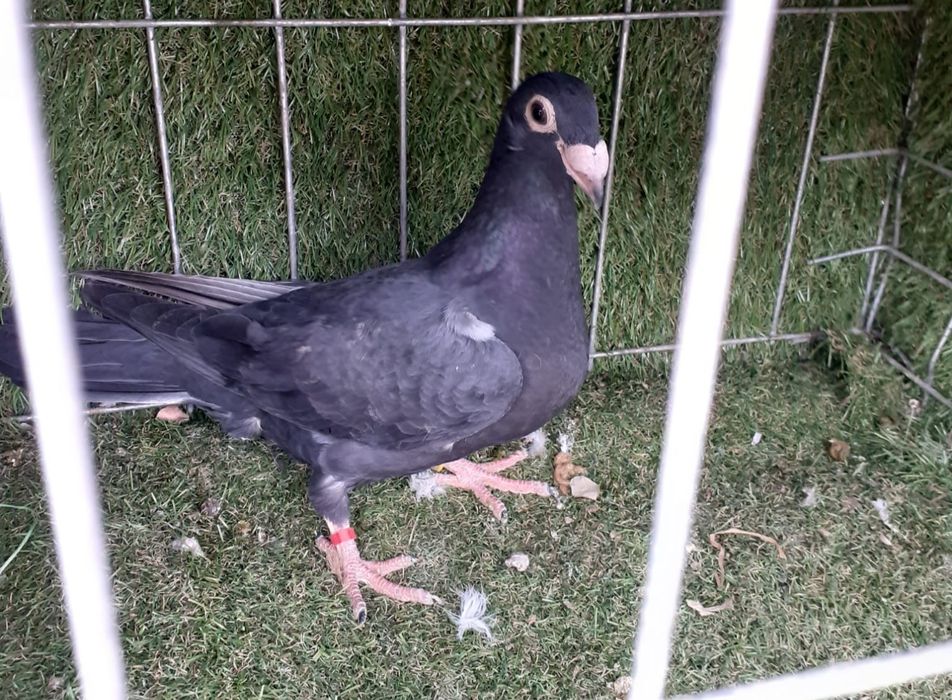 Porumbei stil vechi duduros