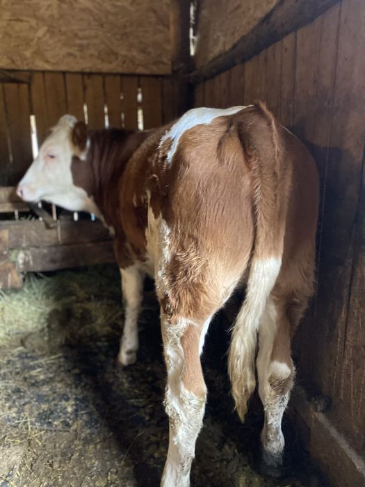 De vanzare vitele balatata romanesca !