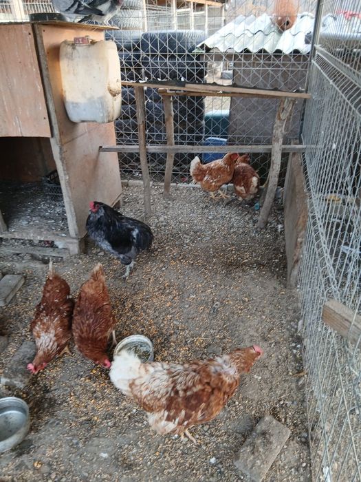 Gaini Isa Braun si cocos araucana