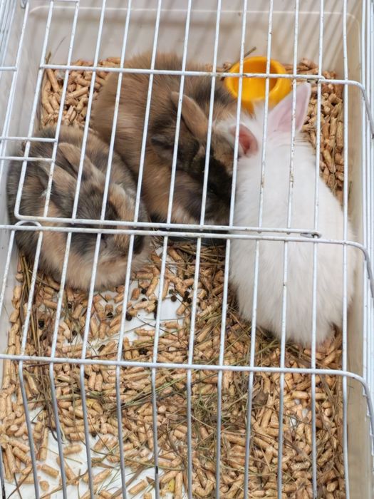 Кролик декоративный