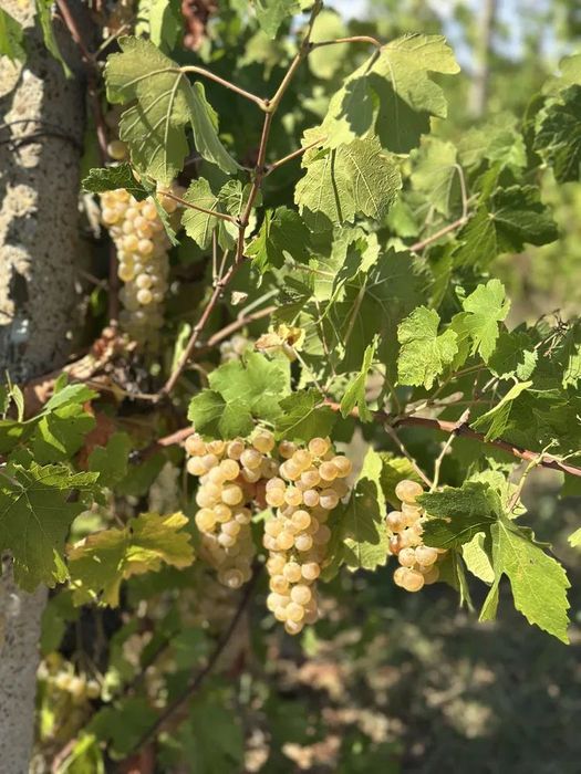 Delicatesa Roșu de Casă – soiuri Căpșunică, Frag Alb și 1001