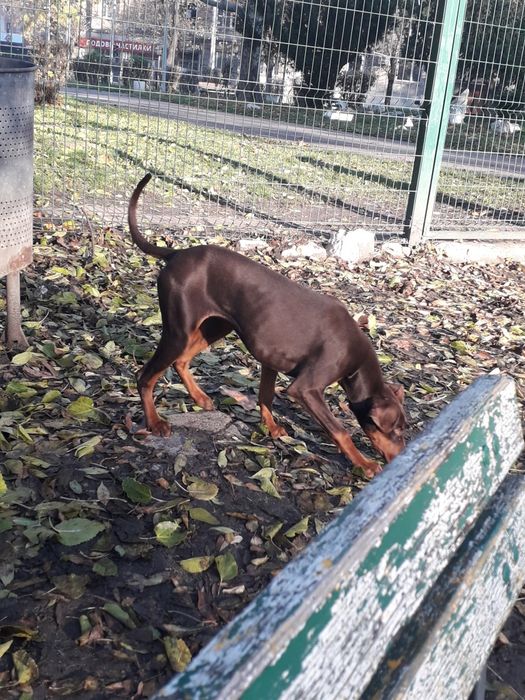 женски доберман на 5 месеца и половина