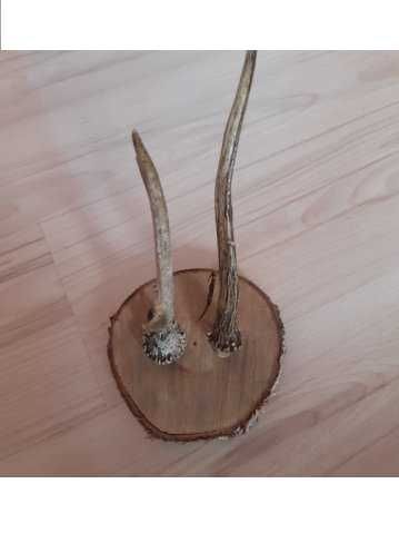 Рога от сръндак (чифт) върху дървена поставка
