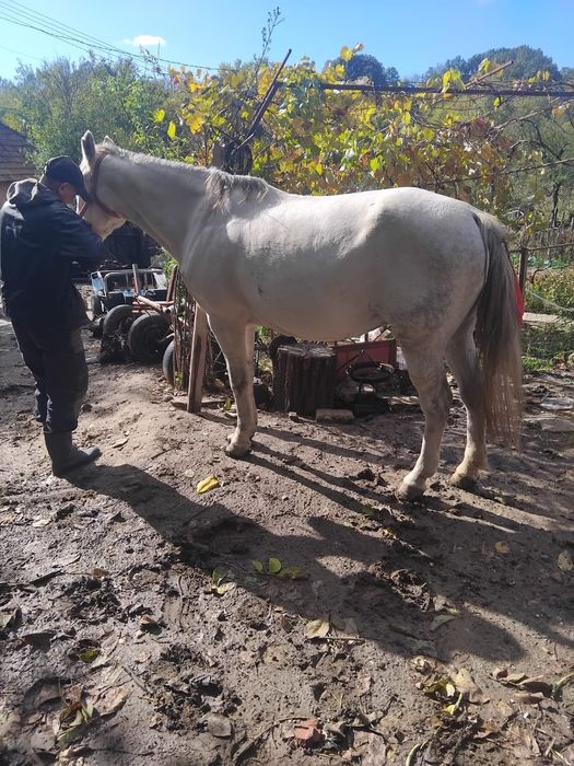 Iepe de vanzare, judetul Mehedinți