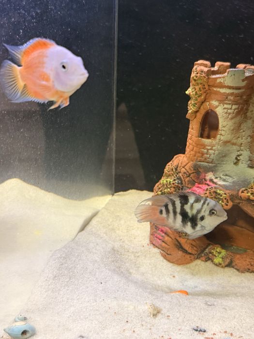 Баликлар сотилади иккаласа битта пара ишлаб турган баликлар