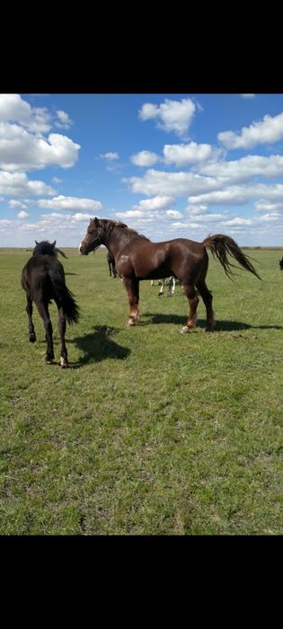 Продам продам продам