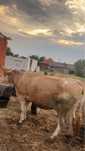 Vaca de 8 ani , are 15 litri de lapte pe zi