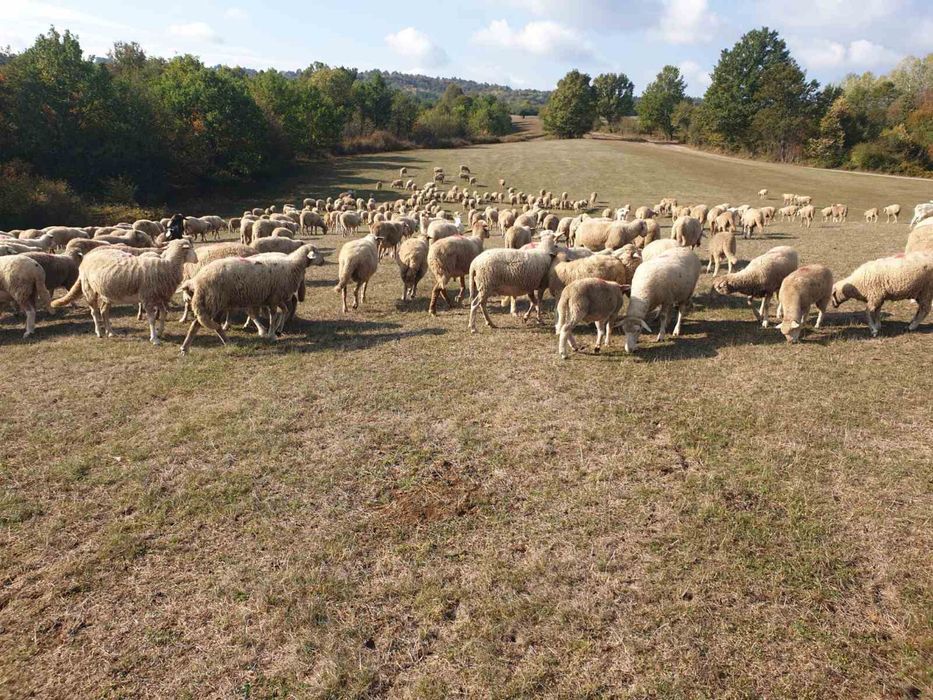 Продавам овце цигай