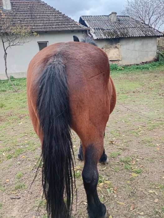 Vând iapa buna de ceruță