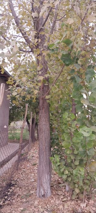 Терак сотилади терак