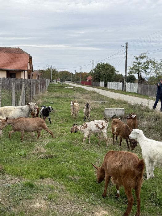 Vand 9 capre si țap