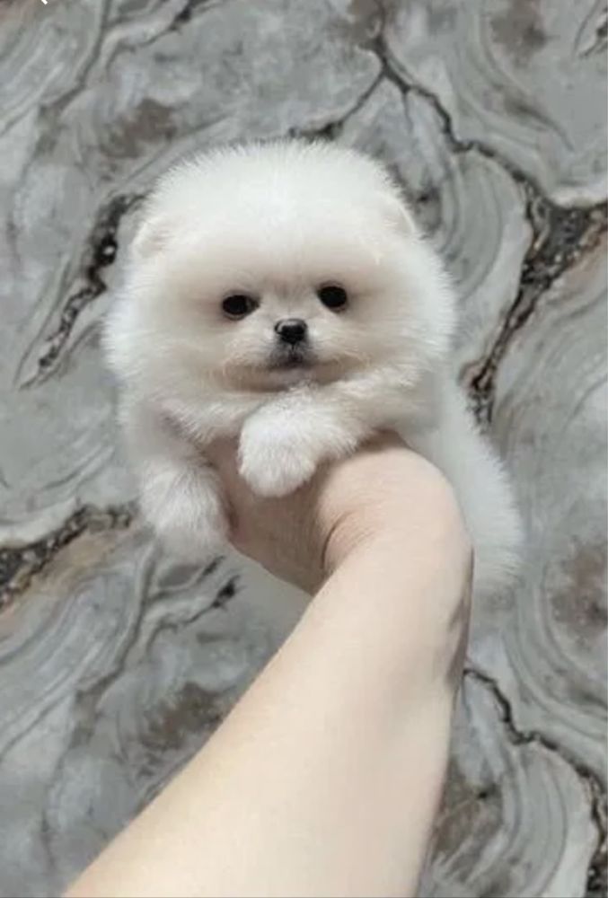 Померанский шпиц