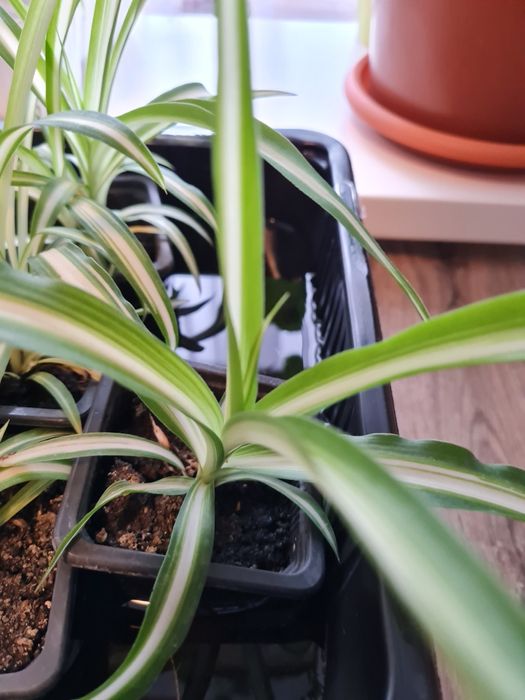 Planta păianjen/Spiderplant pui